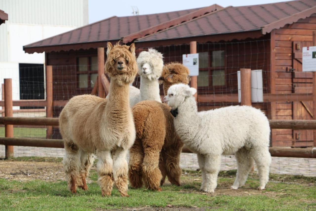 Palac Mortegi Hotel & Spa- Restauracja Szlachecka, Spa, Basen, Sauny, Jazda Konna, Mini Zoo- Luksus, Relaks I Przyroda W Jednym! Lubawa Экстерьер фото